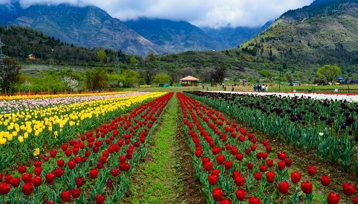 Magical Kashmir Tour